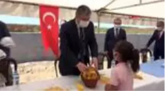 Osmaniye'de mısır hasadı başladı