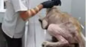 Yaralı halde bulunan köpeğe hayırsever vatandaşlar sahip çıktı