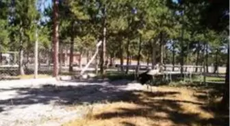 Çorum'da yaralı yaban kuşları ilgi odağı oldu