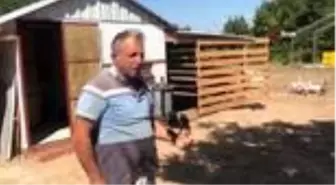 Kediye yem olmaktan kurtardığı yavru karga 'Zagor' yanından ayrılmıyor