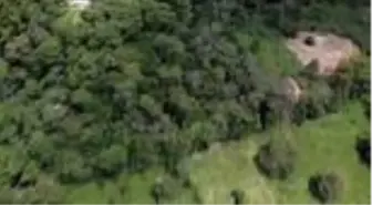 Kolombiya'da şeker kamışı üretimi Kovid-19 sürecinde de devam ediyor - VİANİ