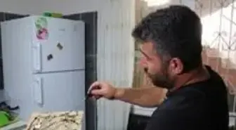 Mahalleyi böcek bastı, vatandaşlar ne yapacağını şaşırdı