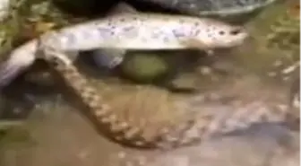 Kırmızı benekli alabalığın, yılandan kurtulma mücadelesi anbean kamerada