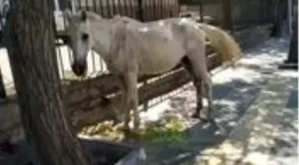 Görenler gözlerine inanamadı! Başıboş at, saatlerce şehrin göbeğinde dolaştı