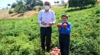 Bulanık domatesinin ünü Kahramanmaraş'ı aştı