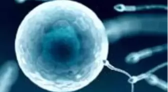 Koronavirüs hastalarında sperm düşüklüğü ve kısırlık tespit edildi