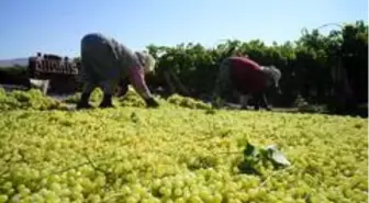 Açıklanan kuru üzüm fiyatı çiftçileri ve TARİŞ'İ sevindirdi