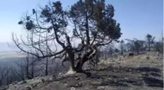 Nallıhan'daki yangında soğutma çalışmaları sürüyor