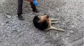 Hakkari'de zehirlenen köpekler tedavi altına alındı