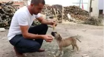 Maaşının üçte birini sokak hayvanları için harcıyor