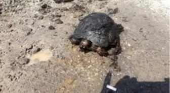 Son Dakika | Ot yangınından kaçamayan kaplumbağa telef oldu