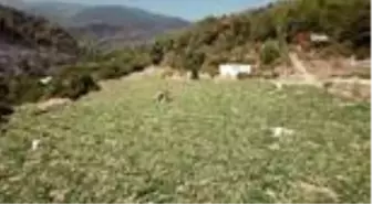Alevlerin arasında 'hasat' telaşı