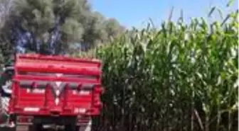 Aslanapa'da slajlık mısır hasadında yüksek verim bekleniyor