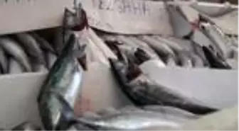 Balık ağındaki bereket herkesi memnun ediyor