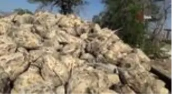 Burdur Şeker Fabrikası üretime başladı
