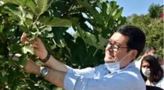 Dalaman'da 'Kaya inciri' hasadı