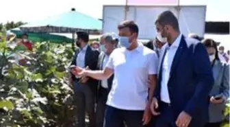 İzmirli çiftçi, Türkiye'de ilk kez 'Sık Dikim' ve 'Telli Terbiye' ile incir yetiştirdi