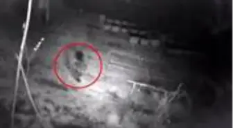 Köy halkının bal kovanlarına dadanan aç gözlü ayı kamerada