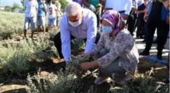 Başkan Atay, kekik hasadı yaptı