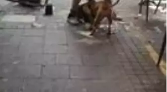 İstanbul'un göbeğindeki pitbull dehşetine para cezası