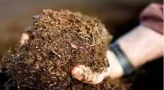 Solucan gübresi nedir? Solucan gübresi üretimi nasıl yapılır? Solucan gübresi fiyatı ne kadar?