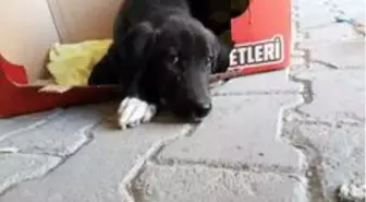 Yaralı köpek belediye ekiplerince hayvan hastanesine yetiştirildi