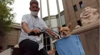 Bisikletle gezmeyi seven minik köpek