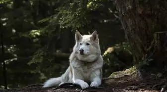 Sibirya kurdu özellikleri nelerdir? Sibirya kurdu karakteri, bakımı, diğer adı ve hakkında bilgiler