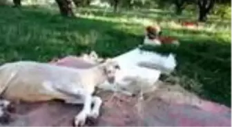 ANTALYA Köpekle kuzunun dostluğu