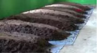 ZONGULDAK Profesör eşinin desteğiyle solucan gübresi yetiştiriciliğine başladı, talebe yetişemiyor