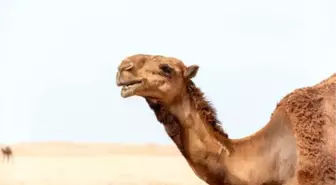 Rüyada deve görmek ne anlama gelir? Rüyada deveye binmek ne anlama gelir? Rüyada deve olması ne anlama gelir? Rüyada deve kesmek ne anlama gelir?