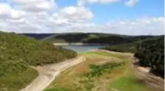 Alibeyköy barajında sular çekildi, susuz kalan yerlerde hayvanlar otluyor