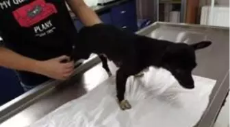 Saldırıya uğrayan köpek tedavi altına alındı