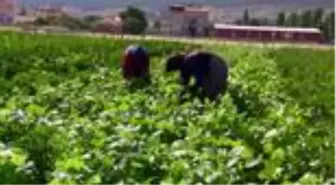 'Tarladan kendin topla az ücret öde' uygulaması