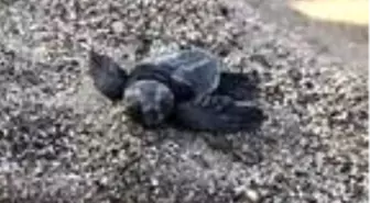 Demre'de 6 bin 214 caretta caretta yavrusu denizle buluşturuldu