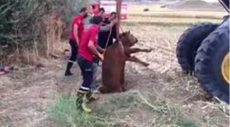 Son dakika haber: Kırıkkale'de kuyuya düşen düve kepçeyle çıkarıldı