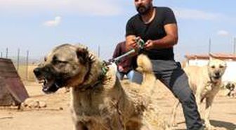 PÖH'ün yanında görev alacak kangallar, vatan görevi için hazır