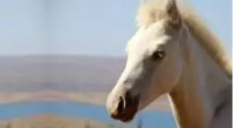 Siyah attan dünyaya gelen beyaz tay, görenleri şaşırtıyor