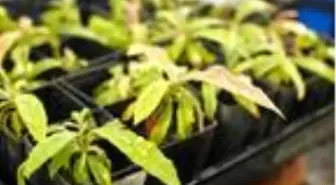 Avusturyalı bilim adamlarından şaşırtan buluş