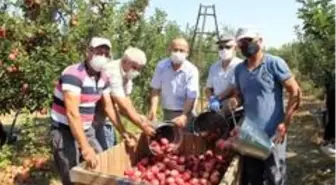 Isparta'da elma hasadı başladı