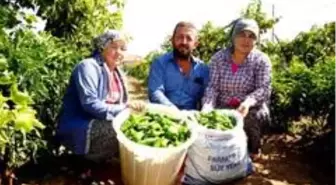 Manisa'nın ünlü biberinde üretim azaldı