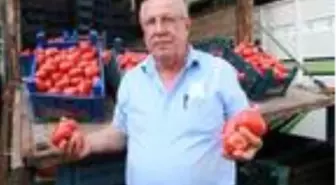 Salçalık domatesin kasası halde 15 lira