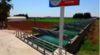 'Süper meyve' aronya alternatif ürün olacak