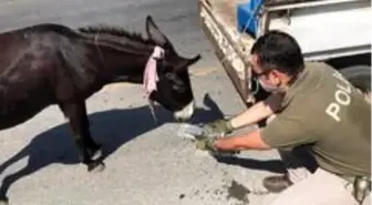 Kamyonete bağlanarak sürüklenen eşeği polis kurtardı