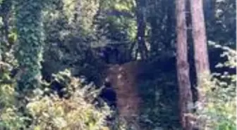 Ormanlık alanda eşini ve arkadaşını öldürmüştü! Çifte cinayetin altından 'yasak aşk' çıktı