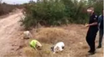 Son dakika haberi! Vahşetin böylesi...Çuvala koyularak ölüme terkedilen köpeği jandarma kurtardı