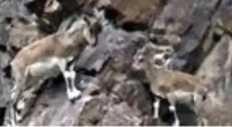 Çoruh Vadisi'ndeki dağ keçisi sürüsünün görüntüsü belgeselleri aratmadı