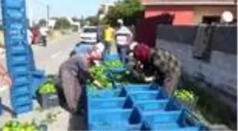 Hatay'da erkenci mandalina hasadı başladı