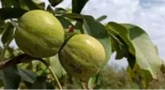 Sıcak hava nar ve cevizi yaktı