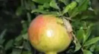 Bingöl'de 10 dönümlük bahçesinde 25 çeşit meyve yetiştiriyor